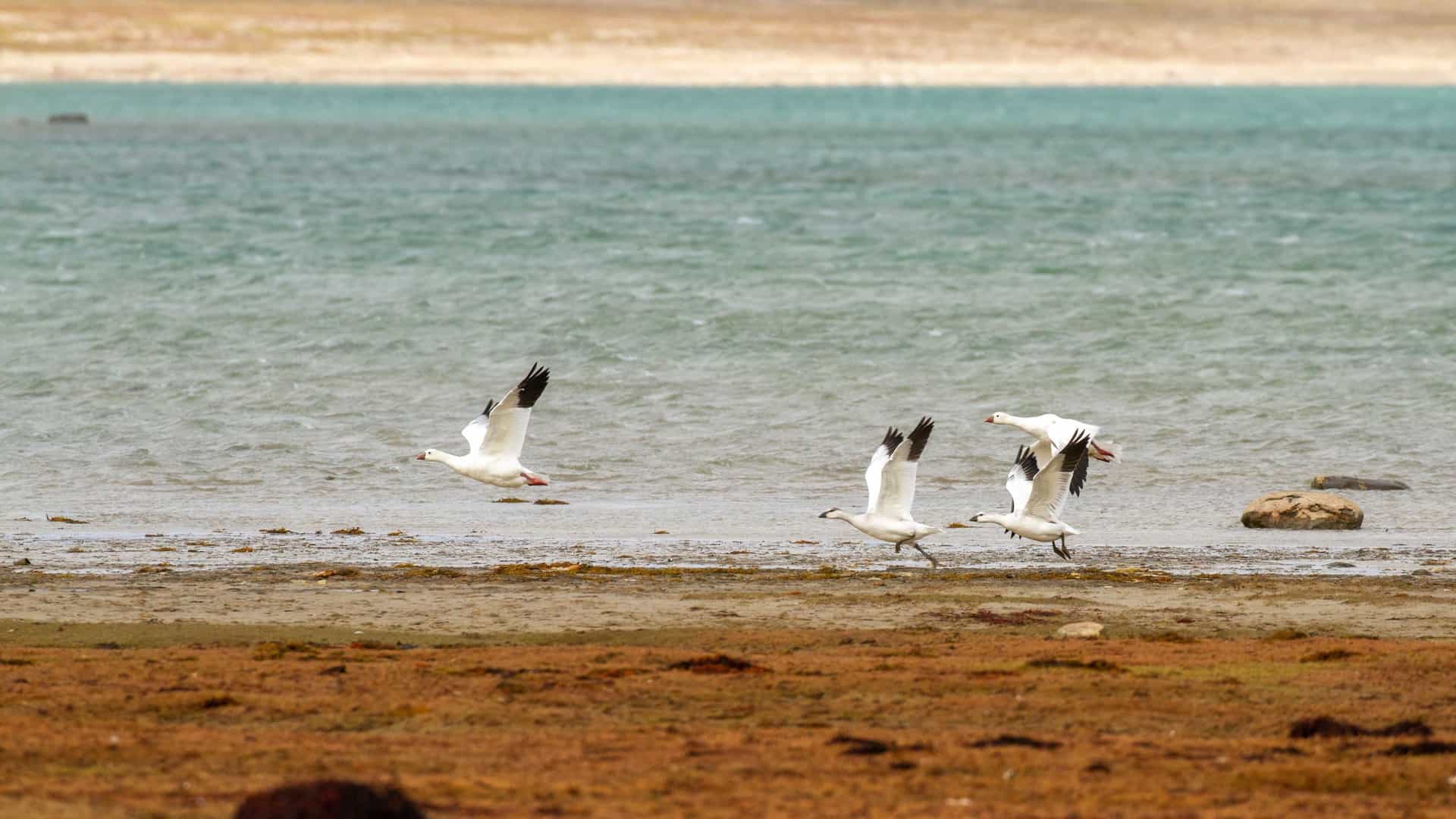 A dynamic scene in King William Island showing a group of white birds with black‑tipped wings taking flight from the shoreline beside rippling water, with earthy ground and distant land framing the moment.