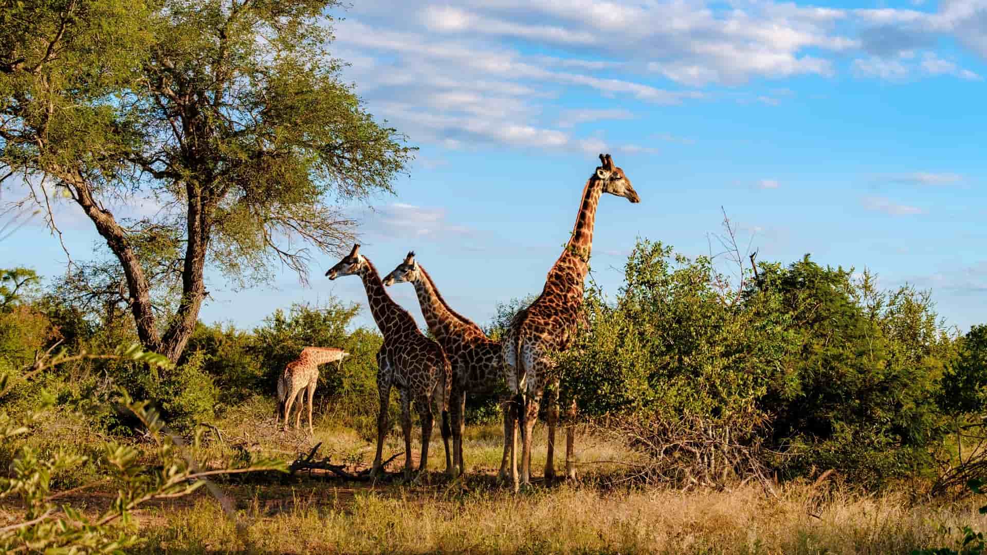 A family of four giraffes, including two adults and two younger ones, stand together in the tall grass and scrubland of Kruger National Park, South Africa, on a sunny day.