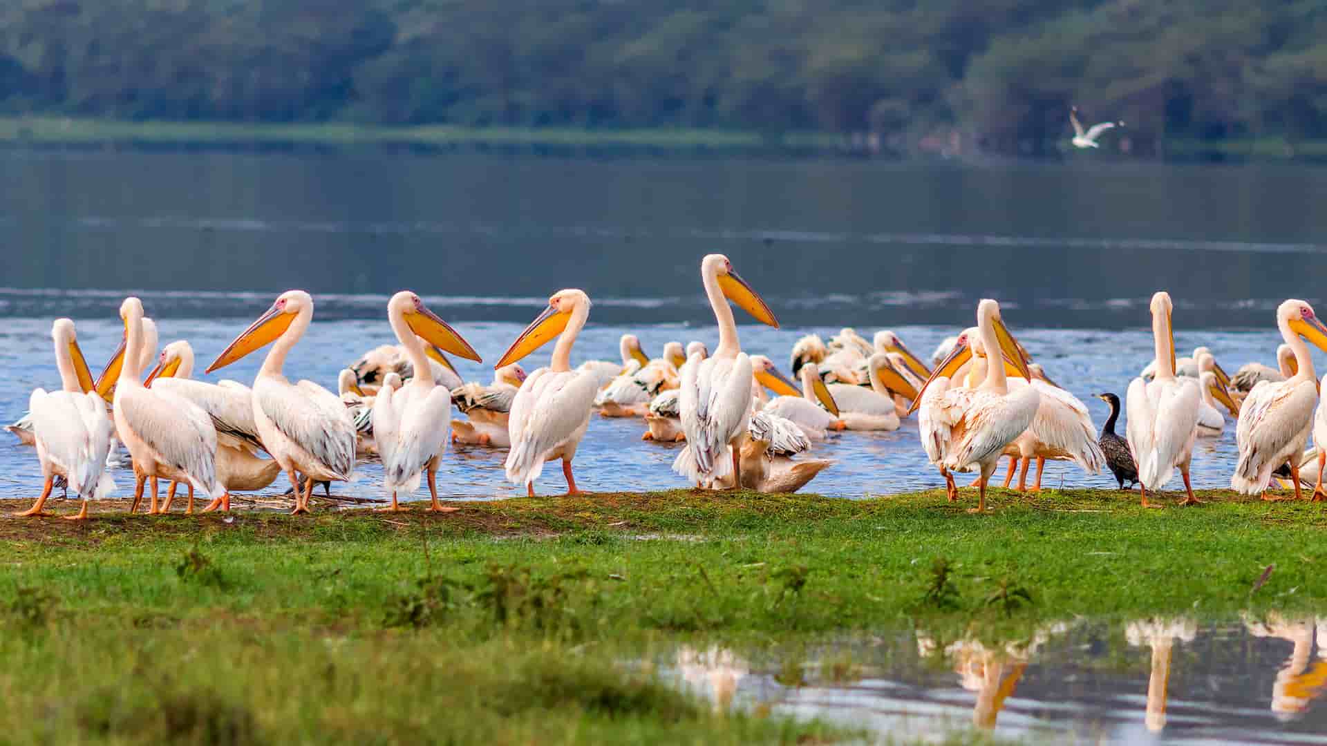 "A close-up of a large flock of Great White Pelicans with their reflections visible in the water, gathered along the grassy shore of Lake Nakuru in Nakuru National Park, Kenya. "