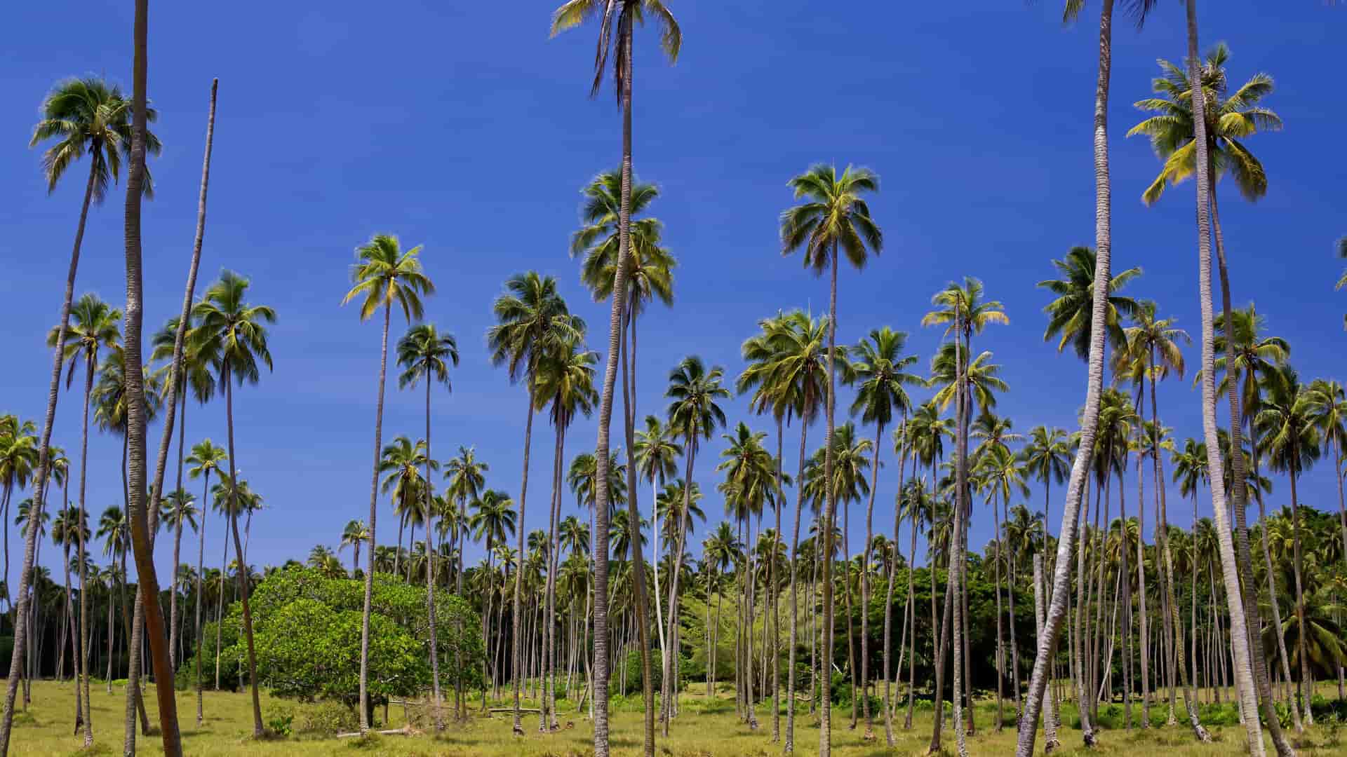 A vibrant image of tall palm trees swaying in a field of green grass, with a brilliant blue sky overhead, on a serene landscape near Luganville, Vanuatu.