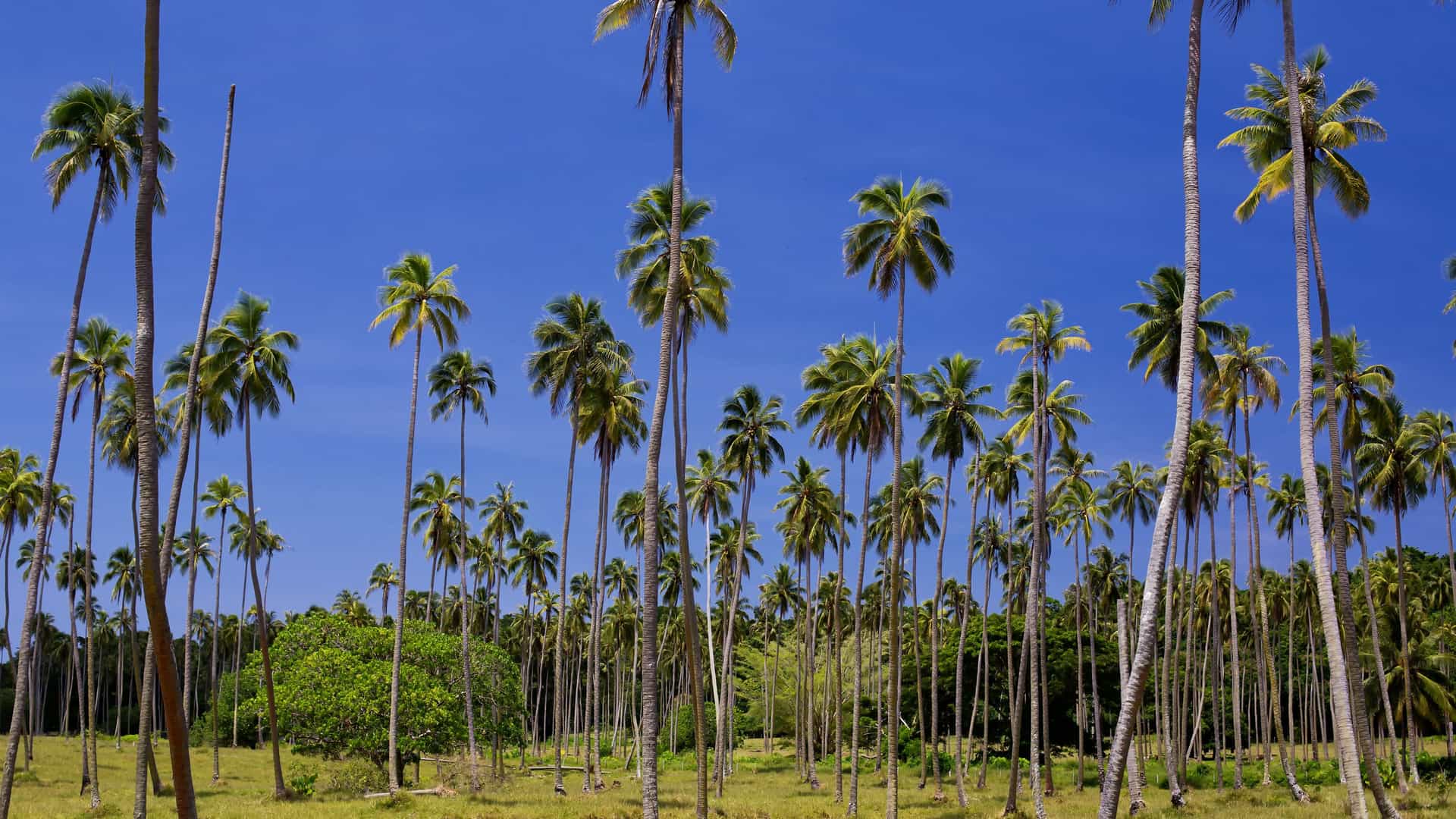 A vibrant image of tall palm trees swaying in a field of green grass, with a brilliant blue sky overhead, on a serene landscape near Luganville, Vanuatu.