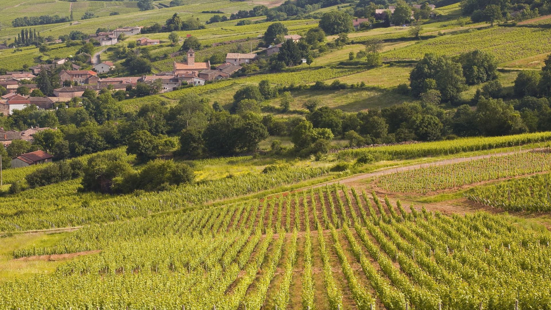 A scenic view of lush green vineyards and rolling hills in the countryside near Macon, France, with a small, traditional village nestled in the valley.