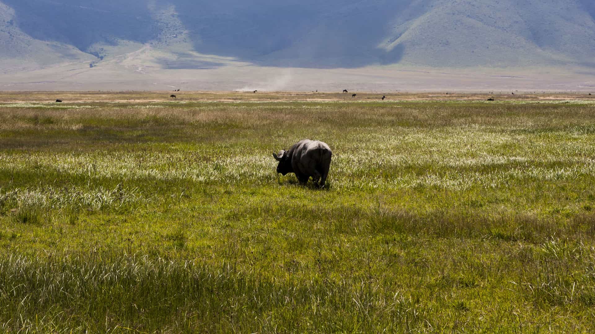 "A solitary Cape buffalo grazing in the expansive grassy plains of the Makalali Private Game Reserve in South Africa, with rolling hills in the distant background. "