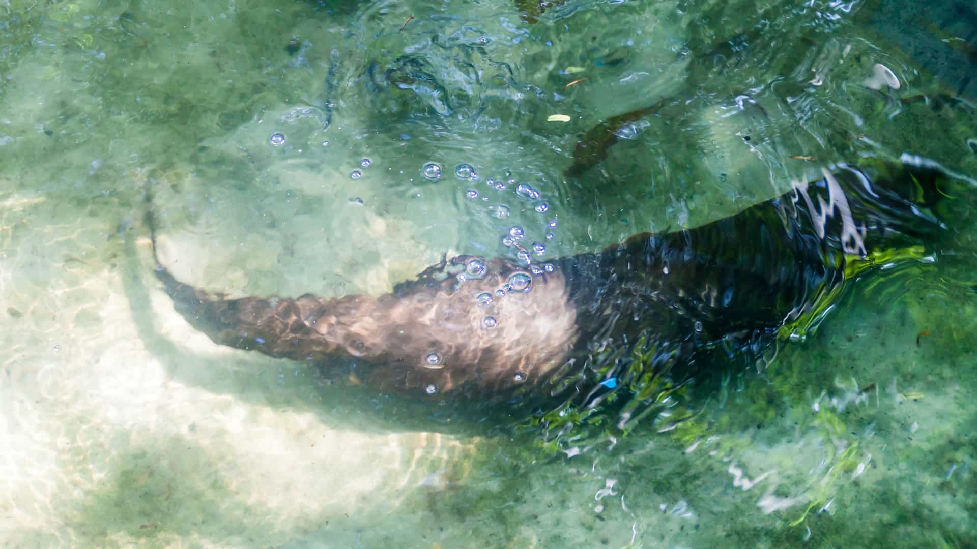A top-down view of a manatee, a large aquatic mammal, swimming in the clear, bubbly water of a manatee rescue center.