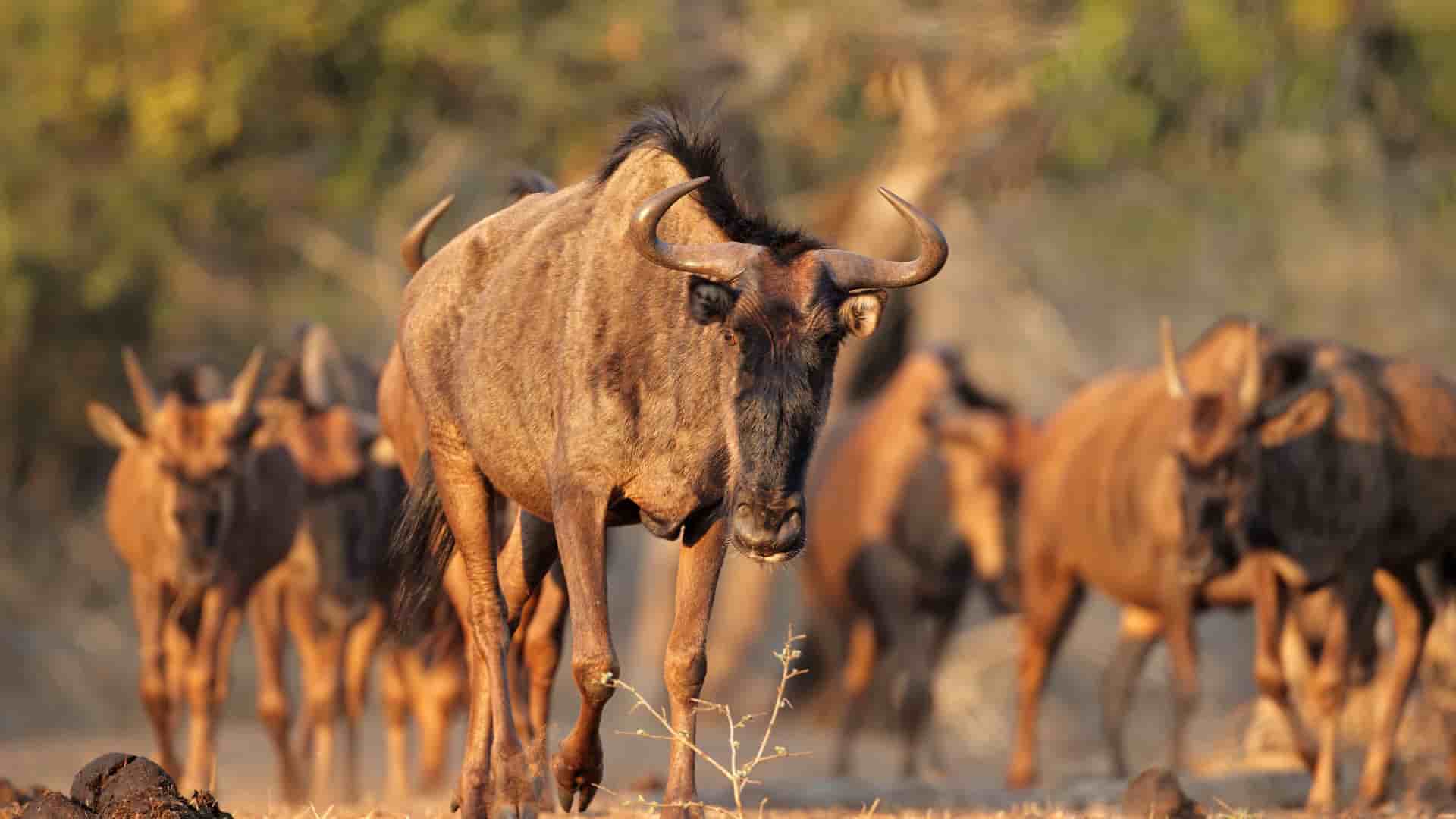 "A blue wildebeest with curved horns stands in the foreground, looking directly at the camera with its herd in the background at the uMkhuze Game Reserve in South Africa. "