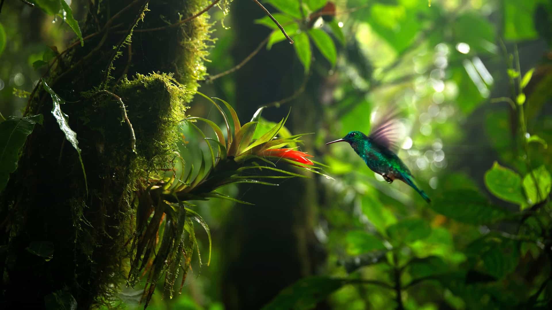 A stunning hummingbird with iridescent green feathers hovering near a vibrant red bromeliad flower in the lush, mossy cloud forest of Monteverde, Costa Rica.