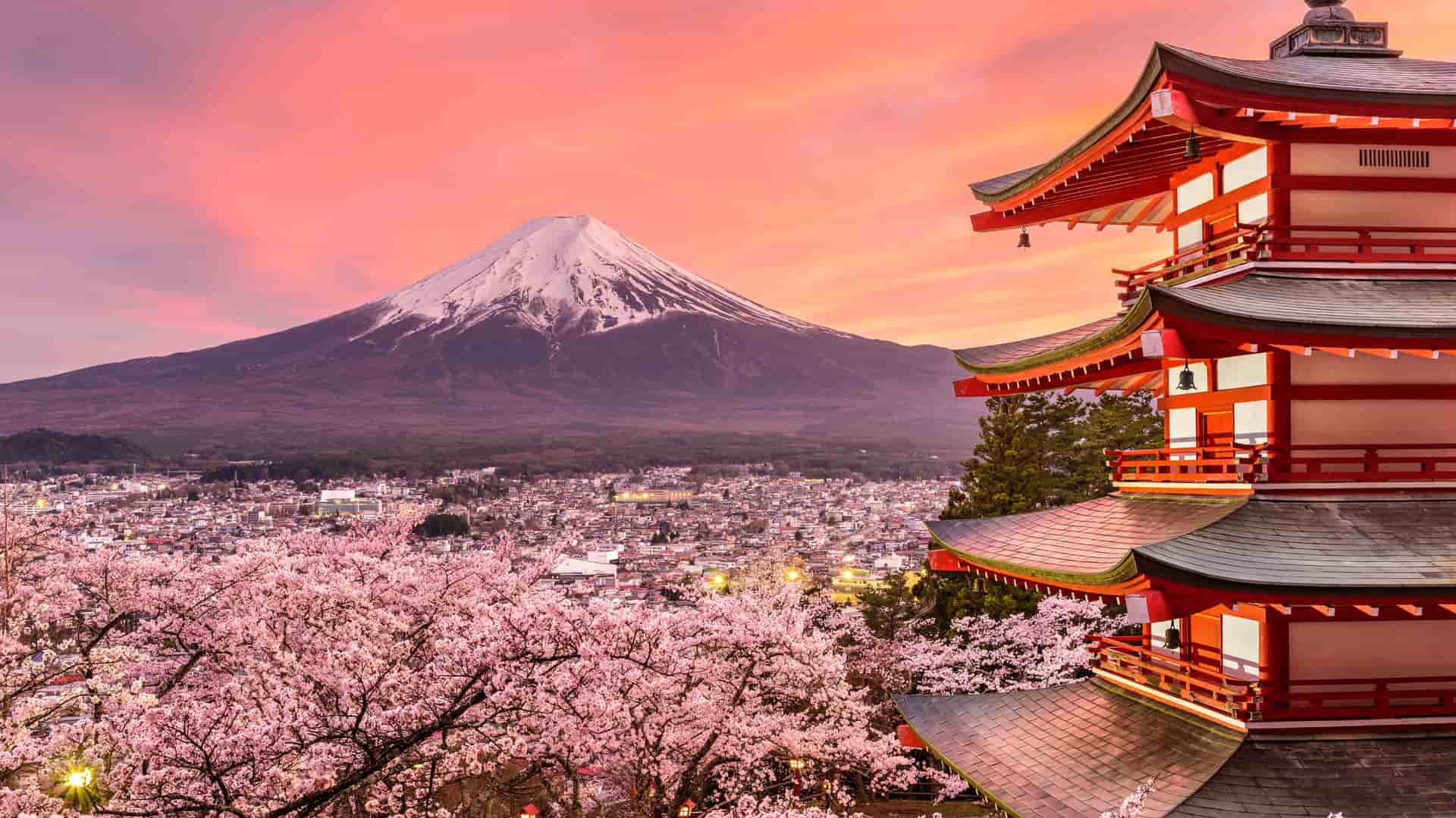 "A panoramic view of the Chureito Pagoda and Mount Fuji, Japan, surrounded by vibrant pink cherry blossoms in bloom at sunset. "