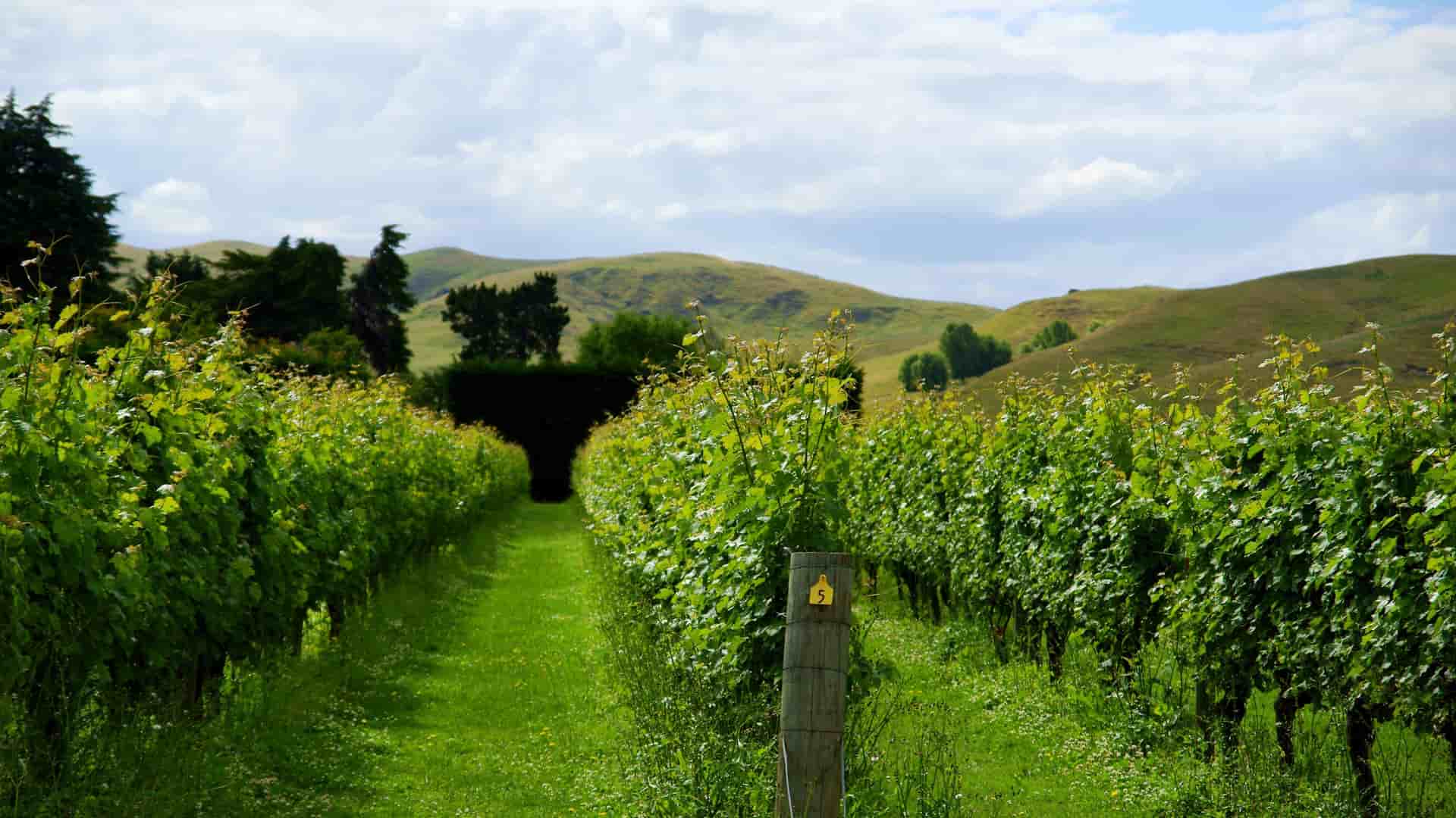 A view down the rows of a vineyard in Napier, New Zealand, with rolling green hills and a cloudy sky in the background.