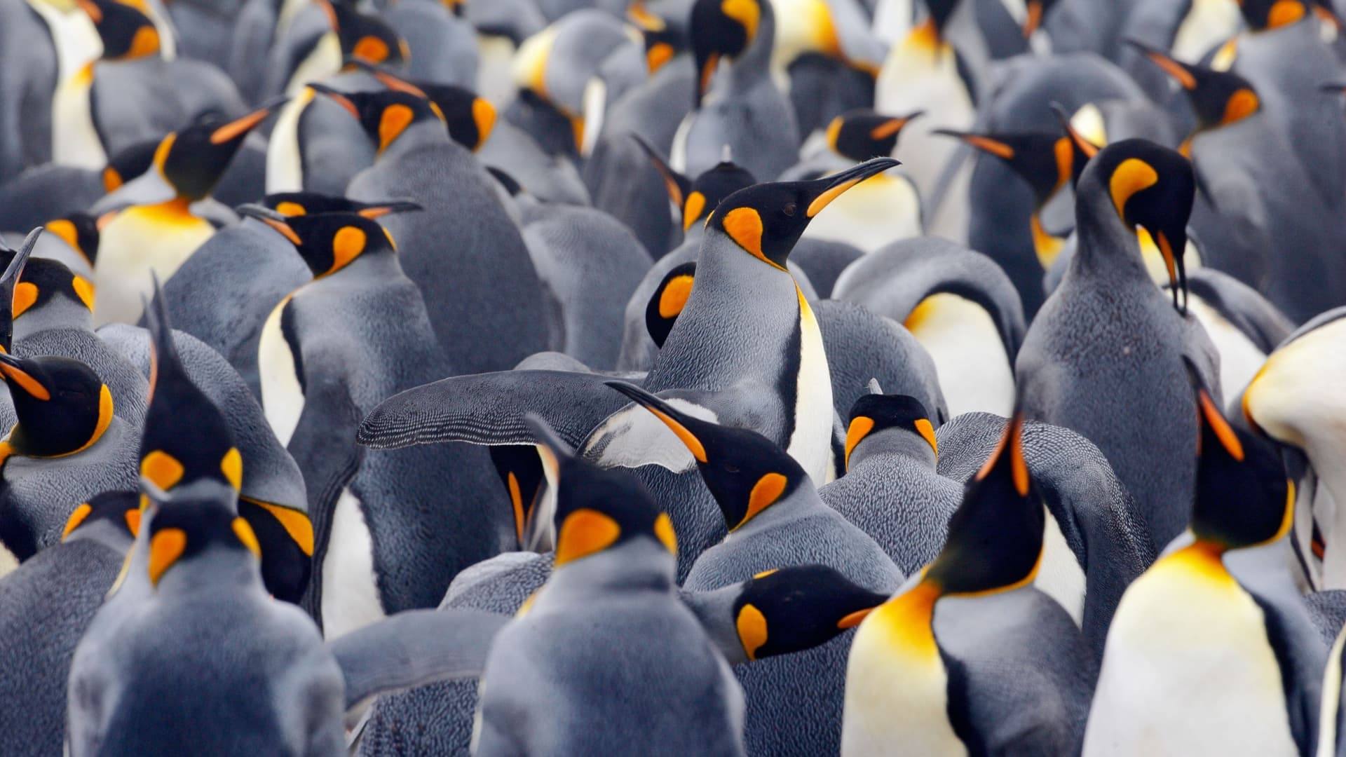 A large colony of King penguins on New Island, Falkland Islands, with some adults showing off their distinctive orange-yellow neck and head markings.