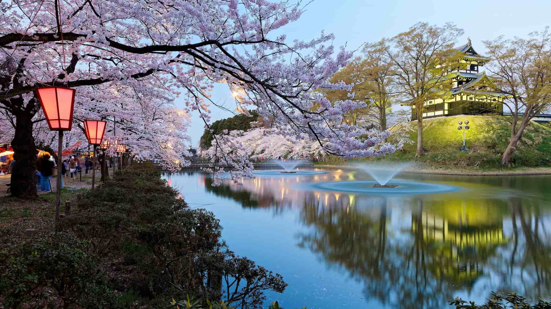 A breathtaking dusk scene in Niigata, Japan, with a traditional castle and a pond featuring fountains, surrounded by blossoming cherry trees with illuminated red lanterns.