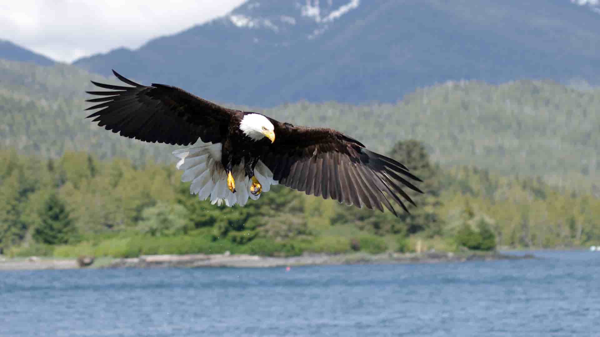 A magnificent bald eagle soars with its wings spread wide above the water, with snow-capped mountains and a forest in the background near Prince Rupert, British Columbia.