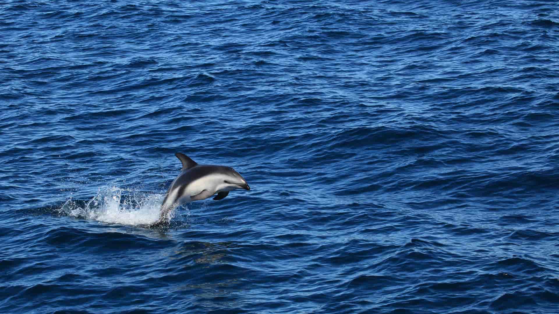 A beautiful short-beaked common dolphin, a common species in the waters of Puerto Madryn, Argentina, is captured mid-air leaping from the deep blue, wavy ocean.