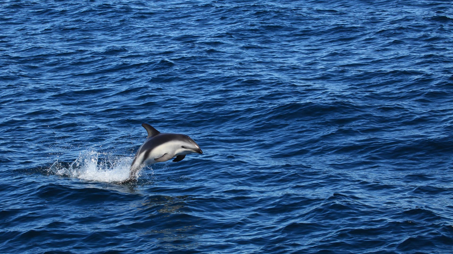 A beautiful short-beaked common dolphin, a common species in the waters of Puerto Madryn, Argentina, is captured mid-air leaping from the deep blue, wavy ocean.
