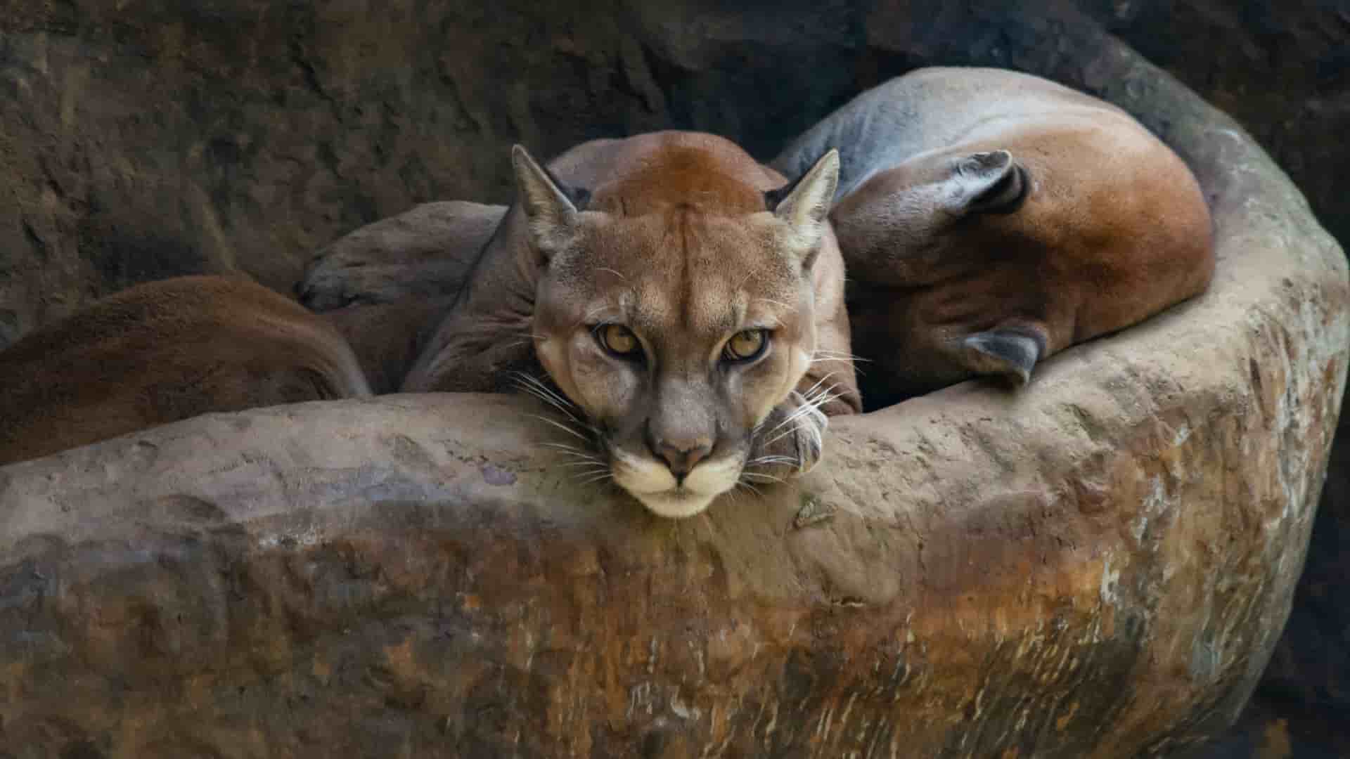 A close-up shot of two cougars, or pumas, resting on a rocky ledge. The cougar in the foreground looks directly at the camera, its tawny-colored face and alert eyes focused, while the other cougar is curled up and resting behind it.