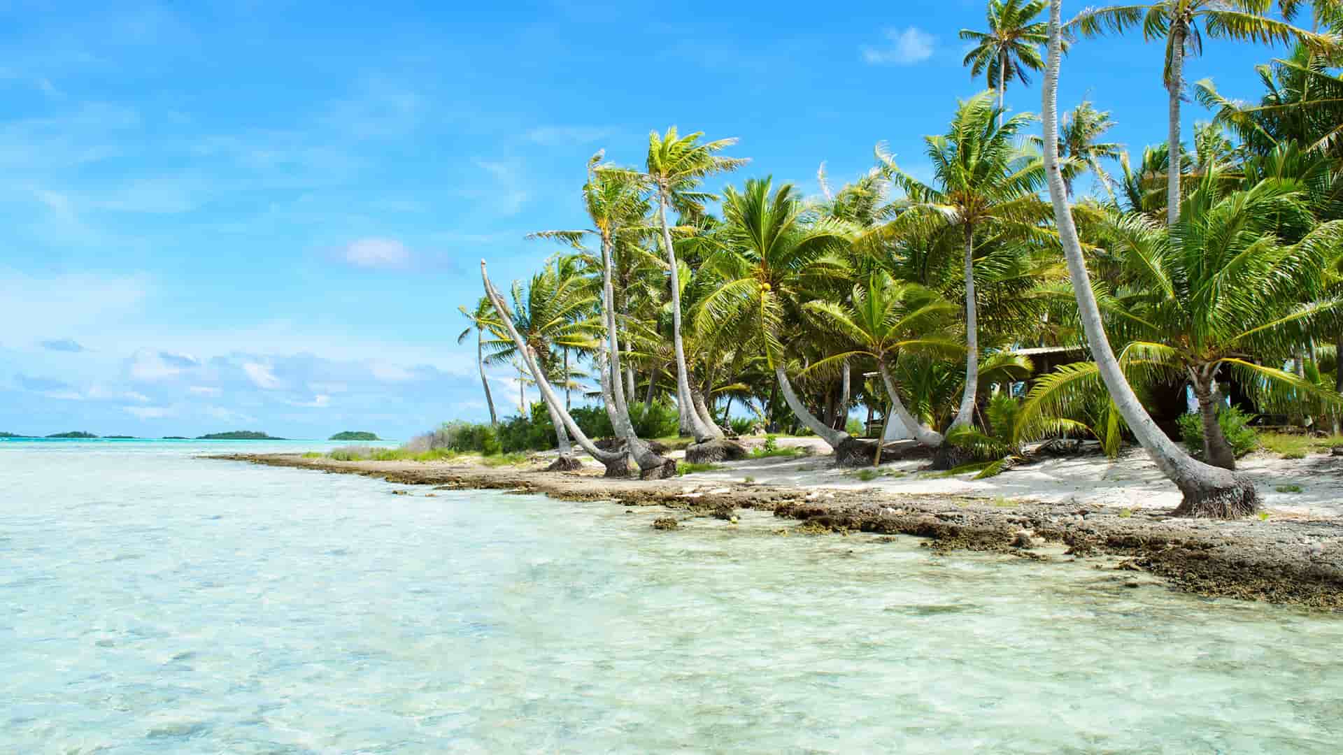 A scenic view of a pristine beach on Rangiroa, French Polynesia, with palm trees leaning over the white sand and crystal-clear turquoise water of the lagoon.