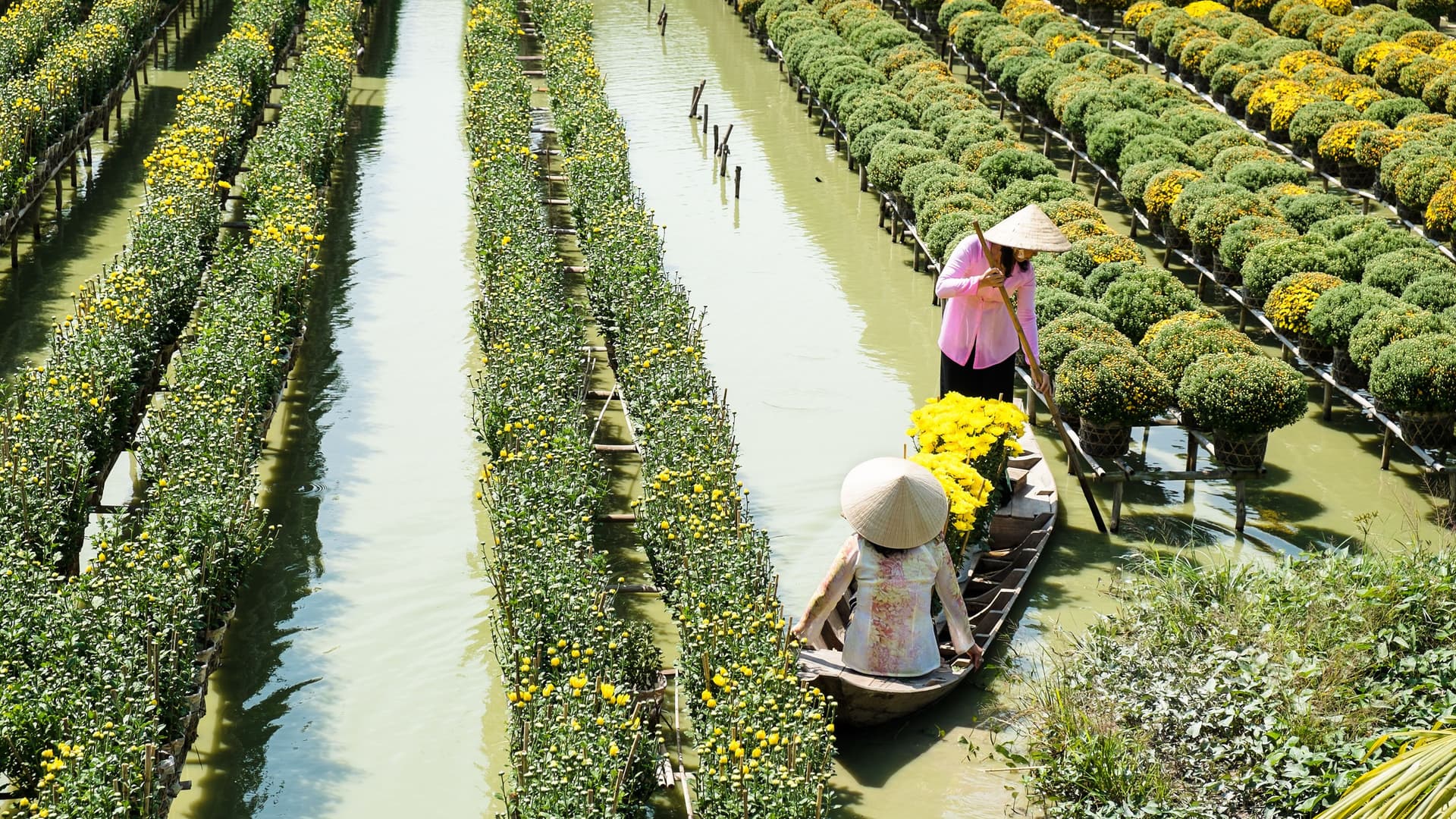An eye-level shot of two women in traditional conical hats on a small wooden boat, navigating through a vibrant flower farm with rows of marigolds and chrysanthemums in the Mekong Delta, Sa Dec, Vietnam.