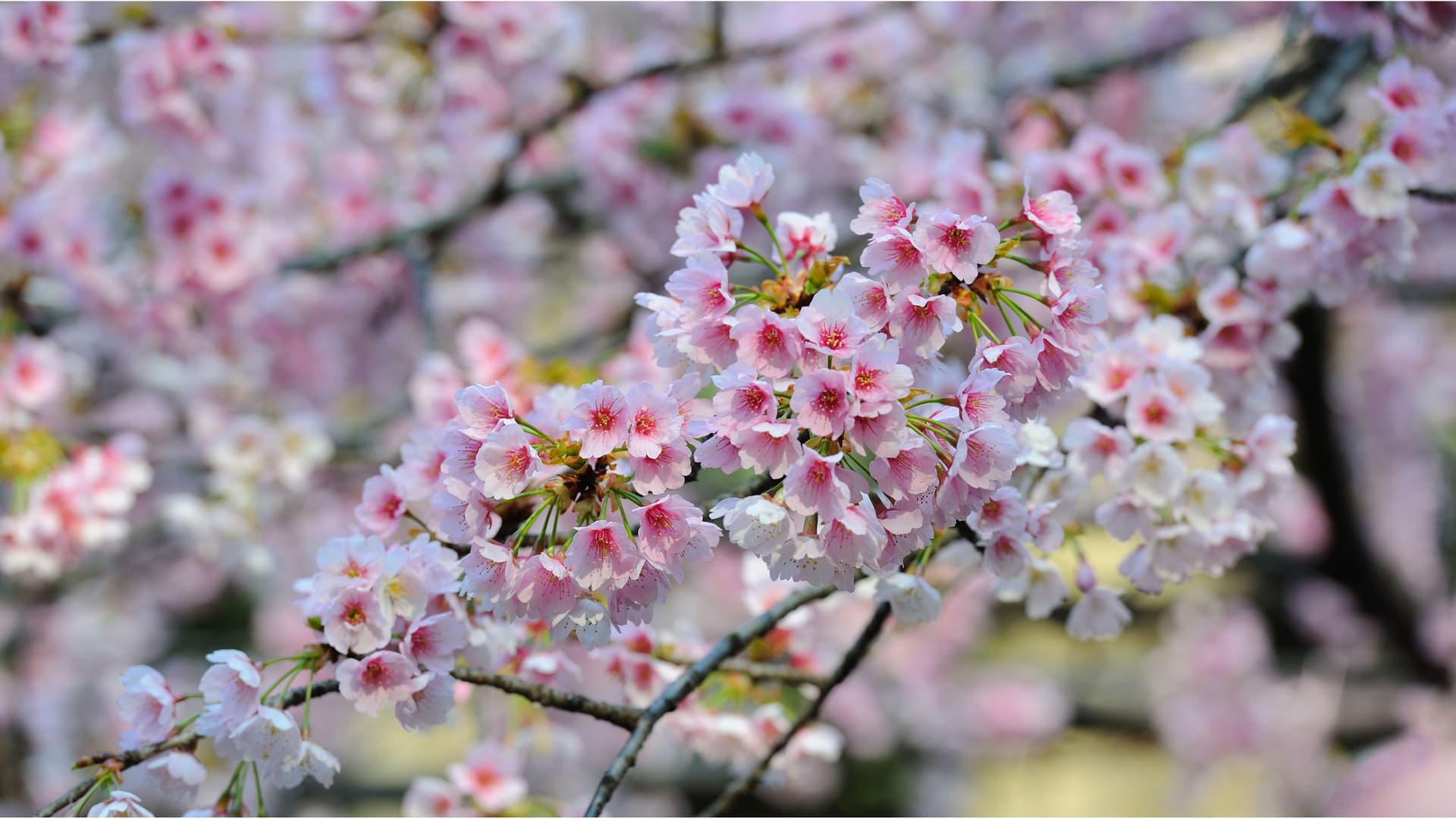 A close-up shot of a branch with delicate pink and white cherry blossoms, or 'sakura,' in full bloom during springtime in Sakaiminato, Japan.