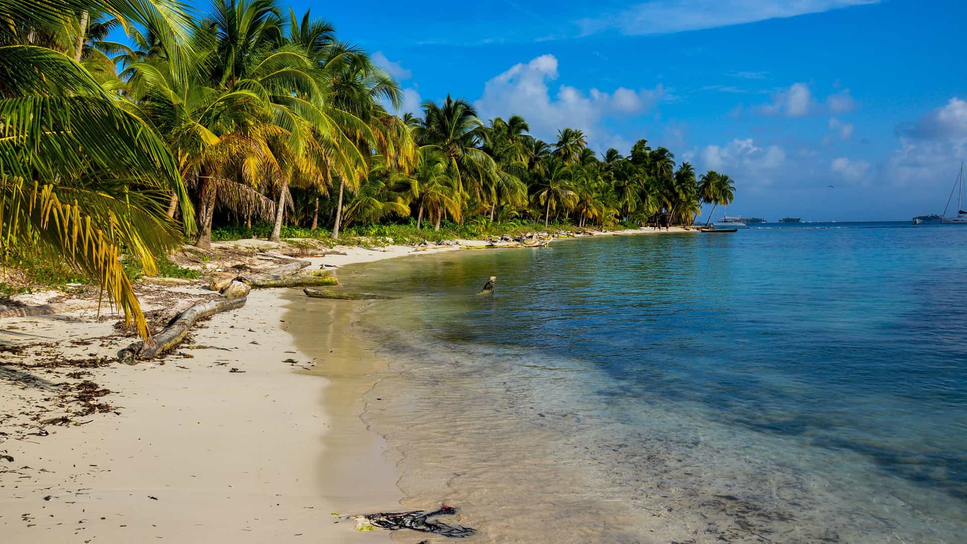 A scenic view of a pristine beach on the San Blas Islands, Panama, with a line of tall palm trees casting shadows on the white sand and clear turquoise water.