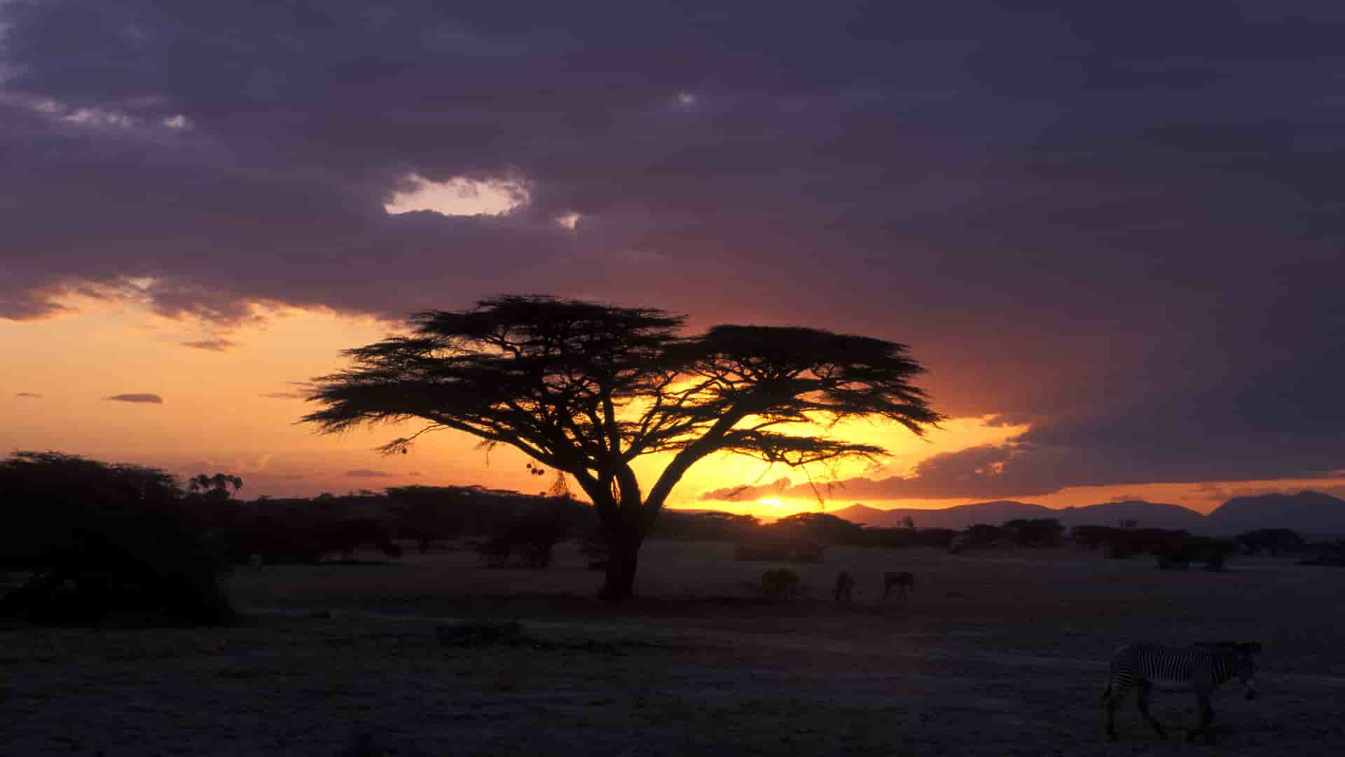 "A dramatic African savanna sunset in Shaba National Reserve, Kenya, with a silhouette of an acacia tree, and zebras in the foreground. "
