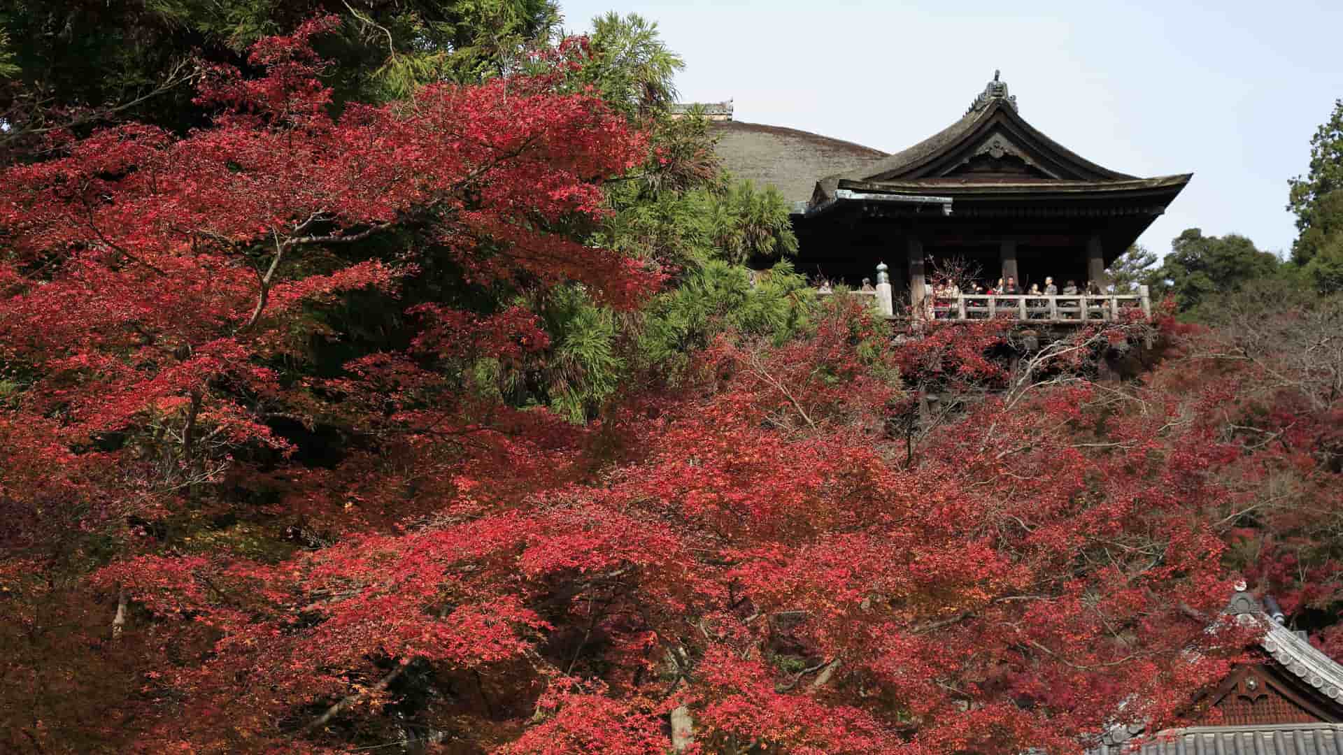 A traditional Japanese temple with a tiled roof and a balcony overlooking a forest of vibrant red and green maple trees in autumn near Shimizu.