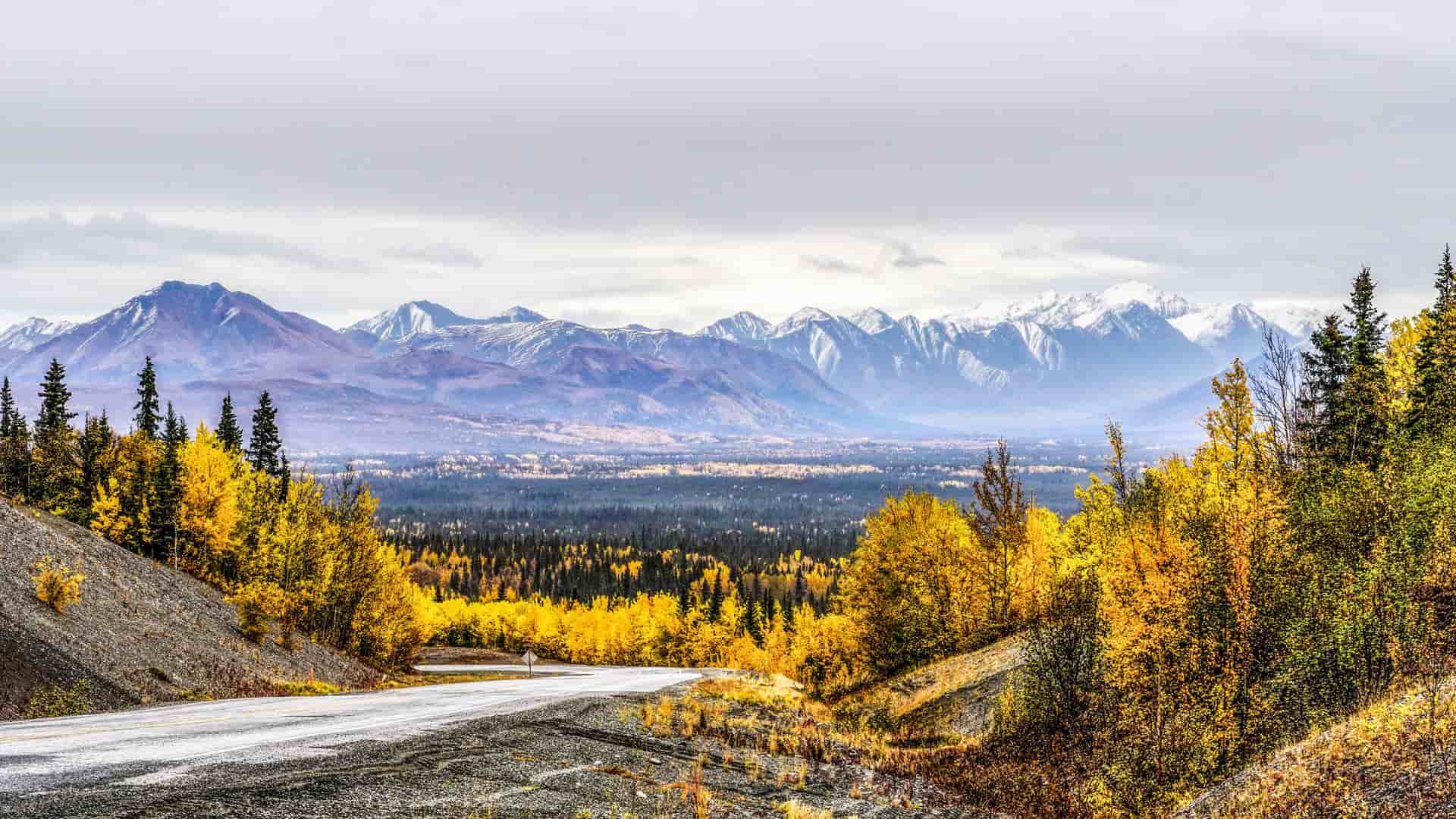 "A stunning autumn landscape of Tok, Alaska, with a winding road in the foreground leading towards a vast forest of yellow and green trees and snow-capped mountains under a cloudy sky. "