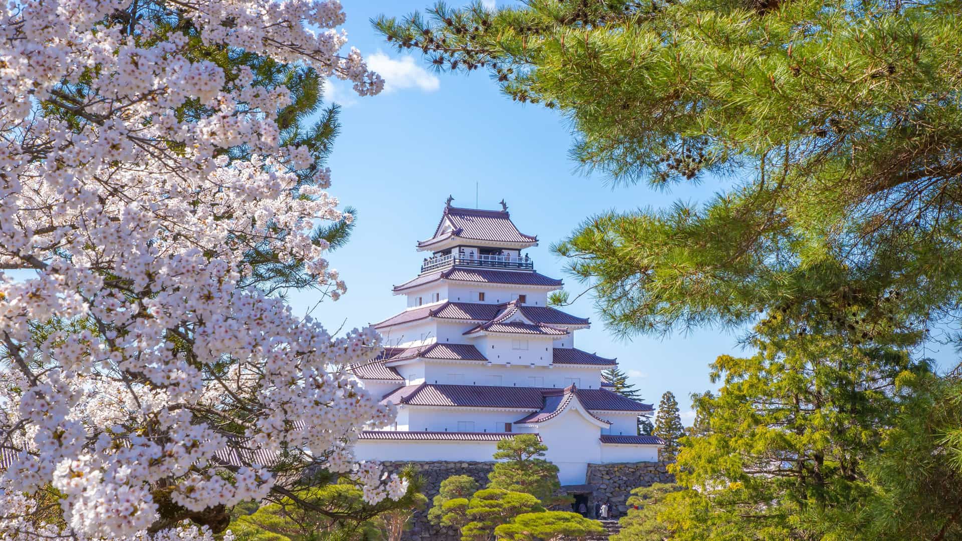 "A scenic view of the reconstructed Tsuruga Castle with its white walls and red roof, framed by blooming cherry blossoms and evergreen trees under a blue sky in Japan. "