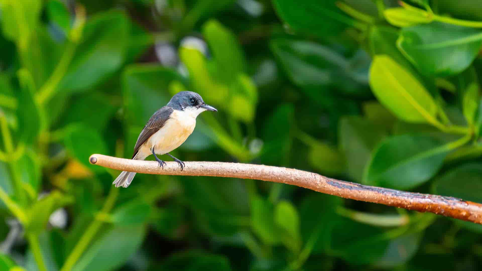 A small, beautiful, and rare Vanikoro monarch bird with a grey head and a white and yellow chest, perched on a branch in the tropical forests of the Solomon Islands.