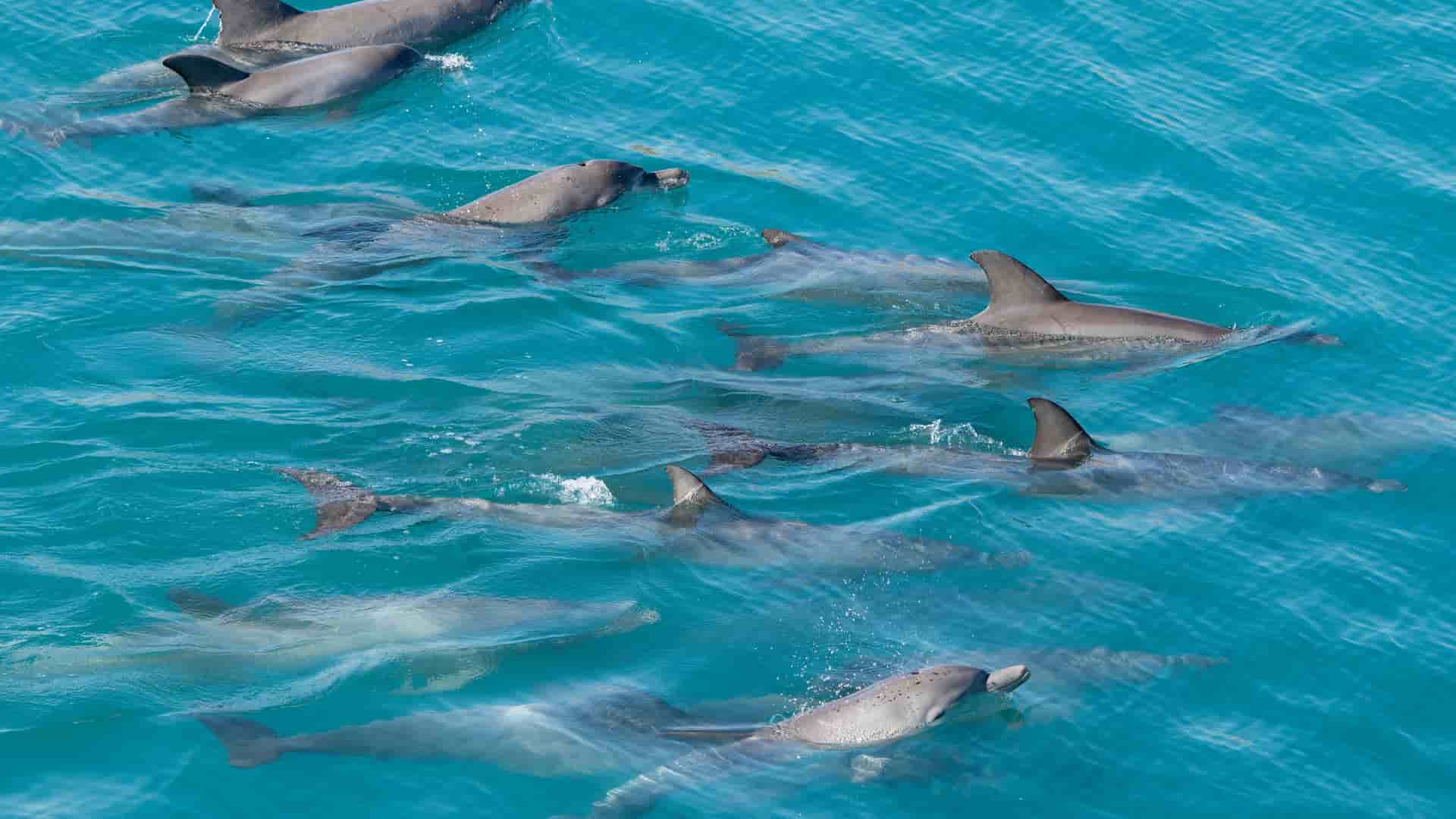 A pod of several bottlenose dolphins swimming and playing in the clear, turquoise blue waters of Yampi Sound, a remote part of the Indian Ocean off Western Australia.