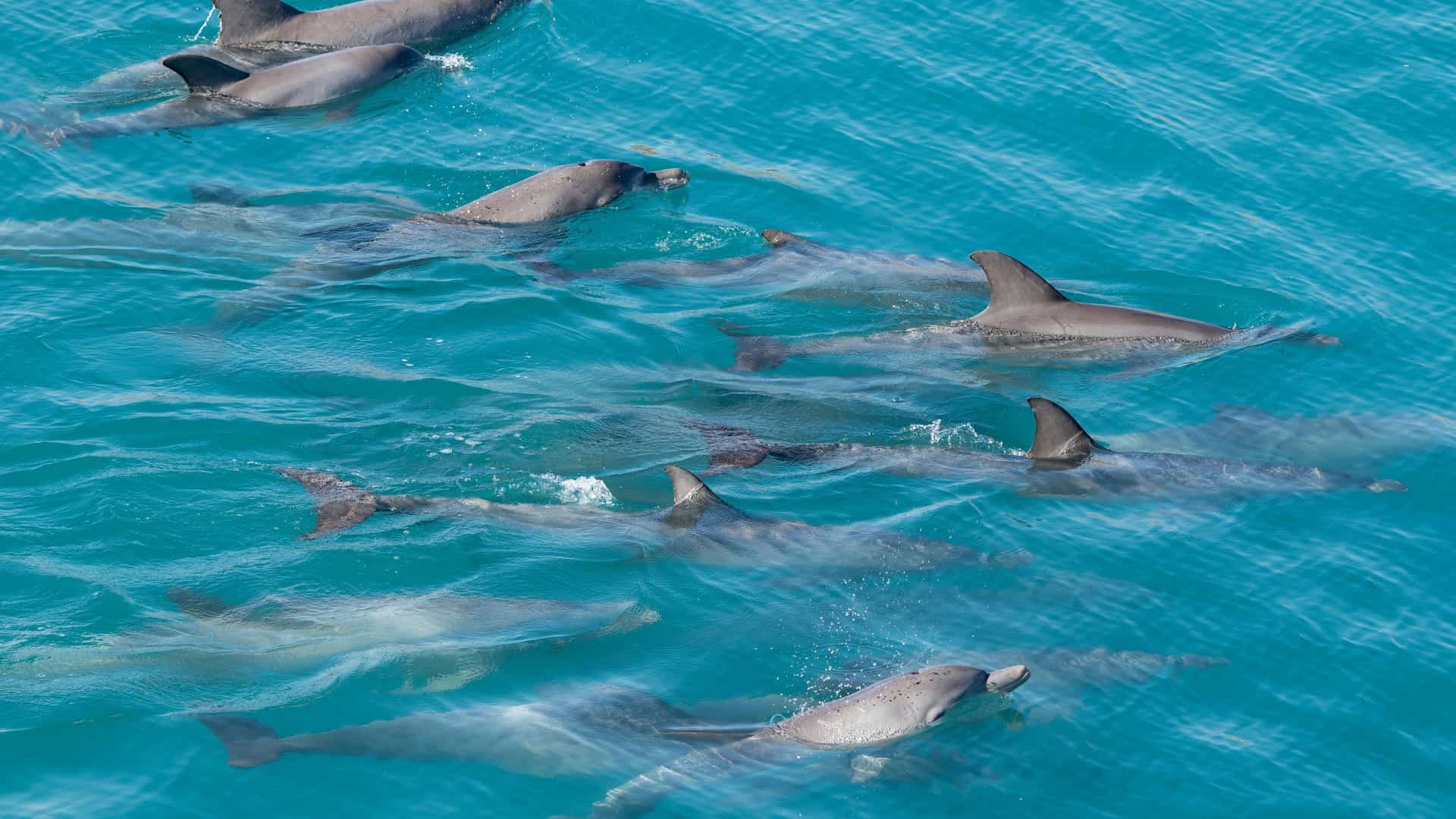A pod of several bottlenose dolphins swimming and playing in the clear, turquoise blue waters of Yampi Sound, a remote part of the Indian Ocean off Western Australia.