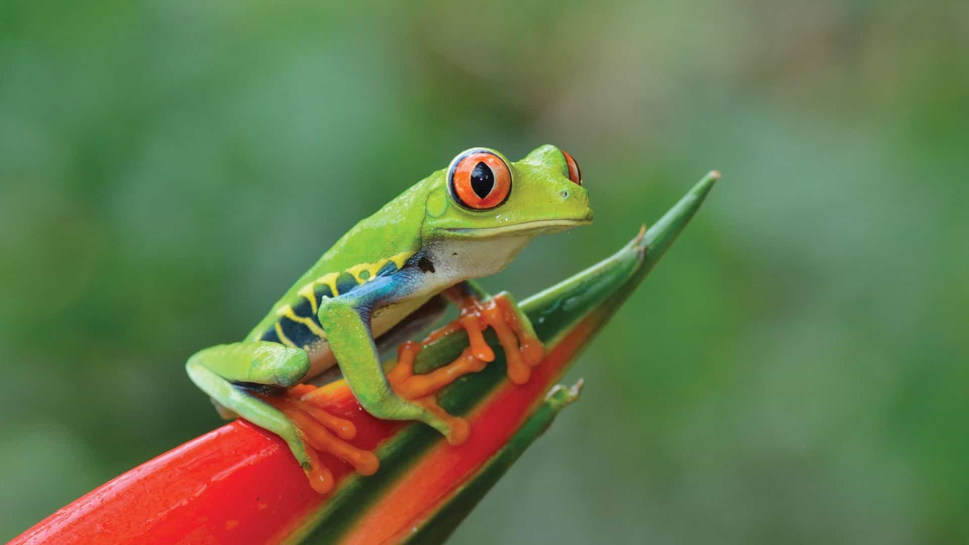 A vibrant red-eyed tree frog perched on a leaf in the rainforest along the Panama Canal, showcasing the diverse wildlife that can be experienced on a Seabourn cruise through the region.
