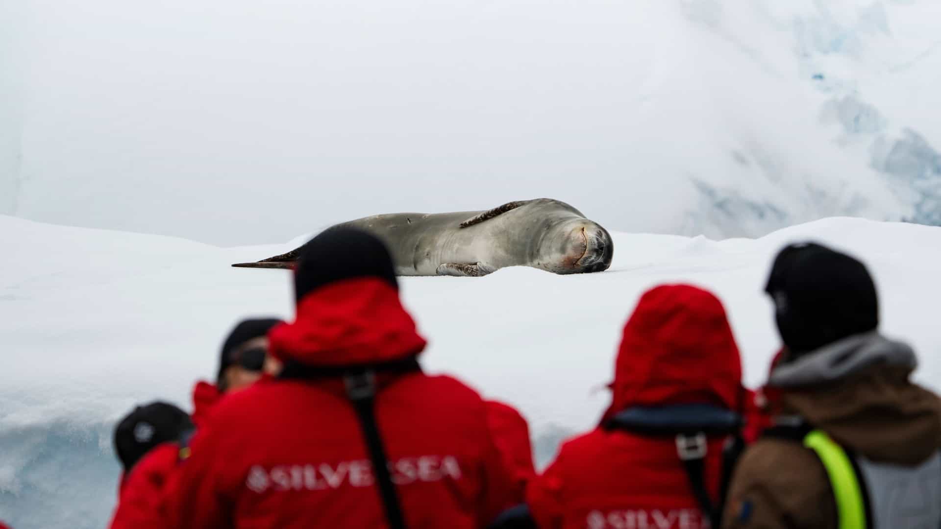 A group of Silversea guests in red branded expedition parkas watching a crabeater seal resting on a snow-covered ice floe in Antarctica.