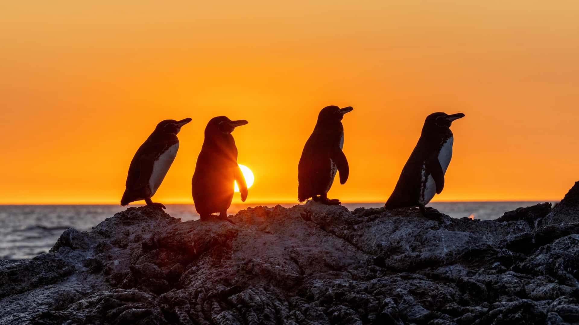 Silhouetted Galapagos penguins standing on volcanic rocks during a dramatic golden hour sunset on a luxury Galapagos cruise.