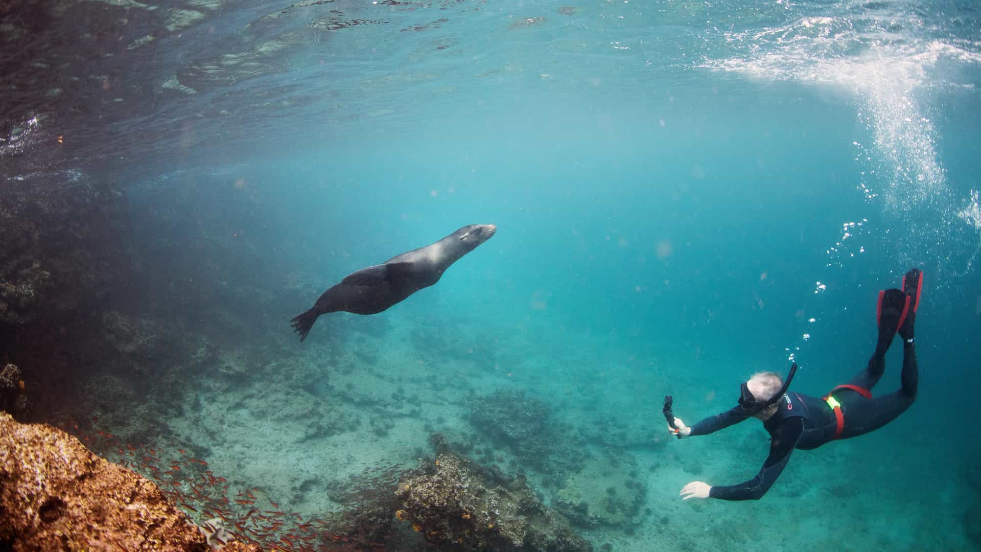 An underwater shot of a snorkeler in a black wetsuit holding a camera as a sea lion glides through clear blue water nearby in the Galápagos.