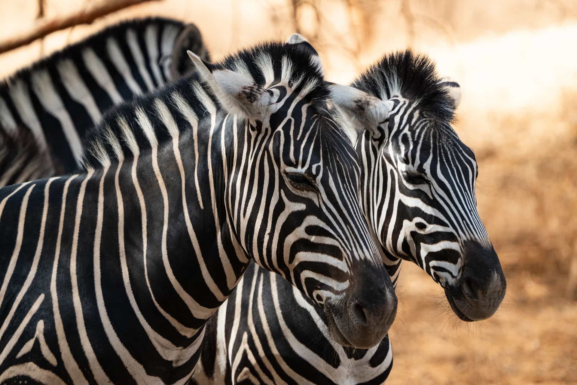 A close-up profile of zebras during an African safari wildlife excursion on a luxury cruise.