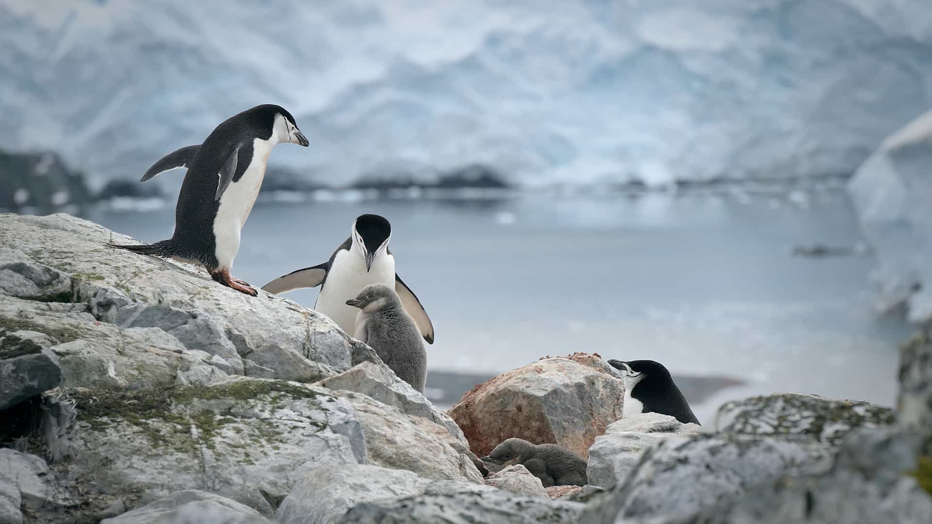 Chinstrap penguins and chicks on a rocky shore with a glacier backdrop during a Tauck Antarctica expedition cruise.