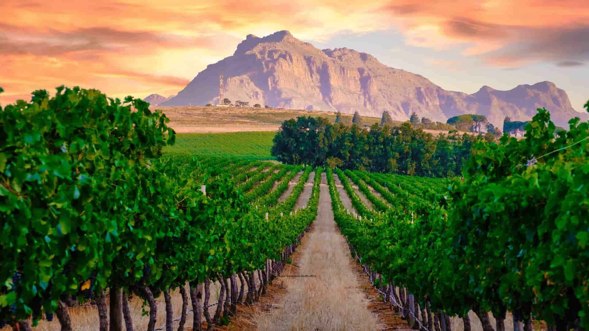A Cape Winelands vineyard with green grapevines leading toward a mountain range under a vibrant sunrise sky.