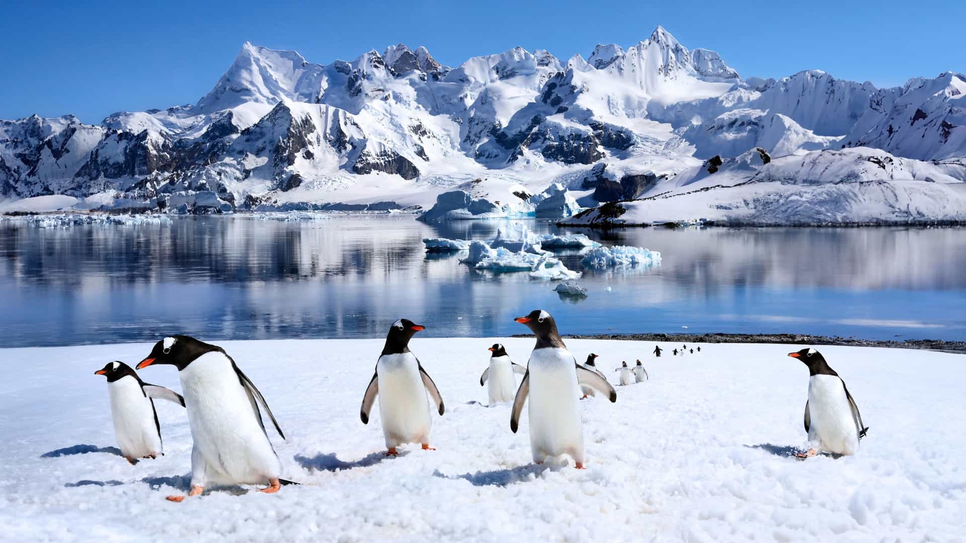 Group of penguins walking across a snowy landscape with mountains and icy waters in Antarctica—an unforgettable wildlife encounter on Viking Expedition Cruises.